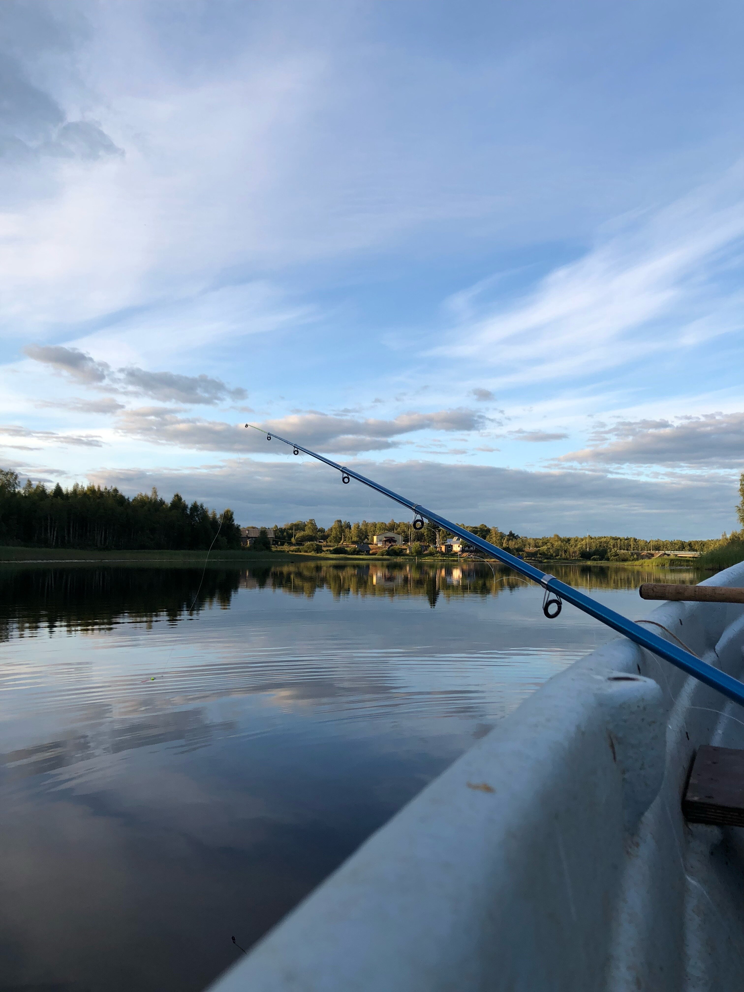 Фото Кот и Лось