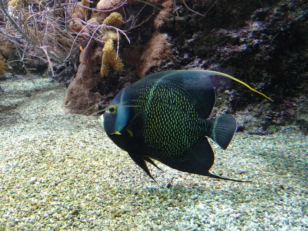 Фото Hôtel Ginkgo