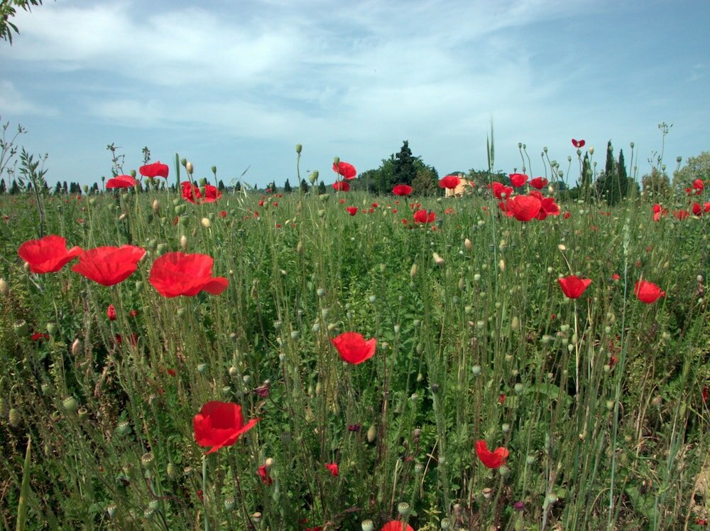 Фото Agriturismo Le Magnolie