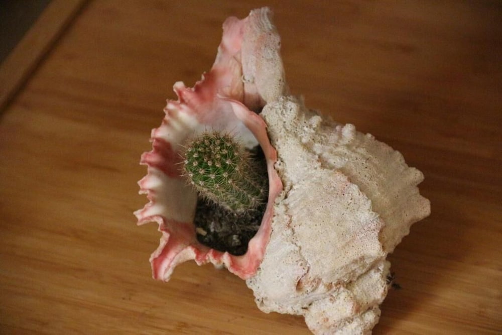 Фото B&b Ca' Dell'Olmo