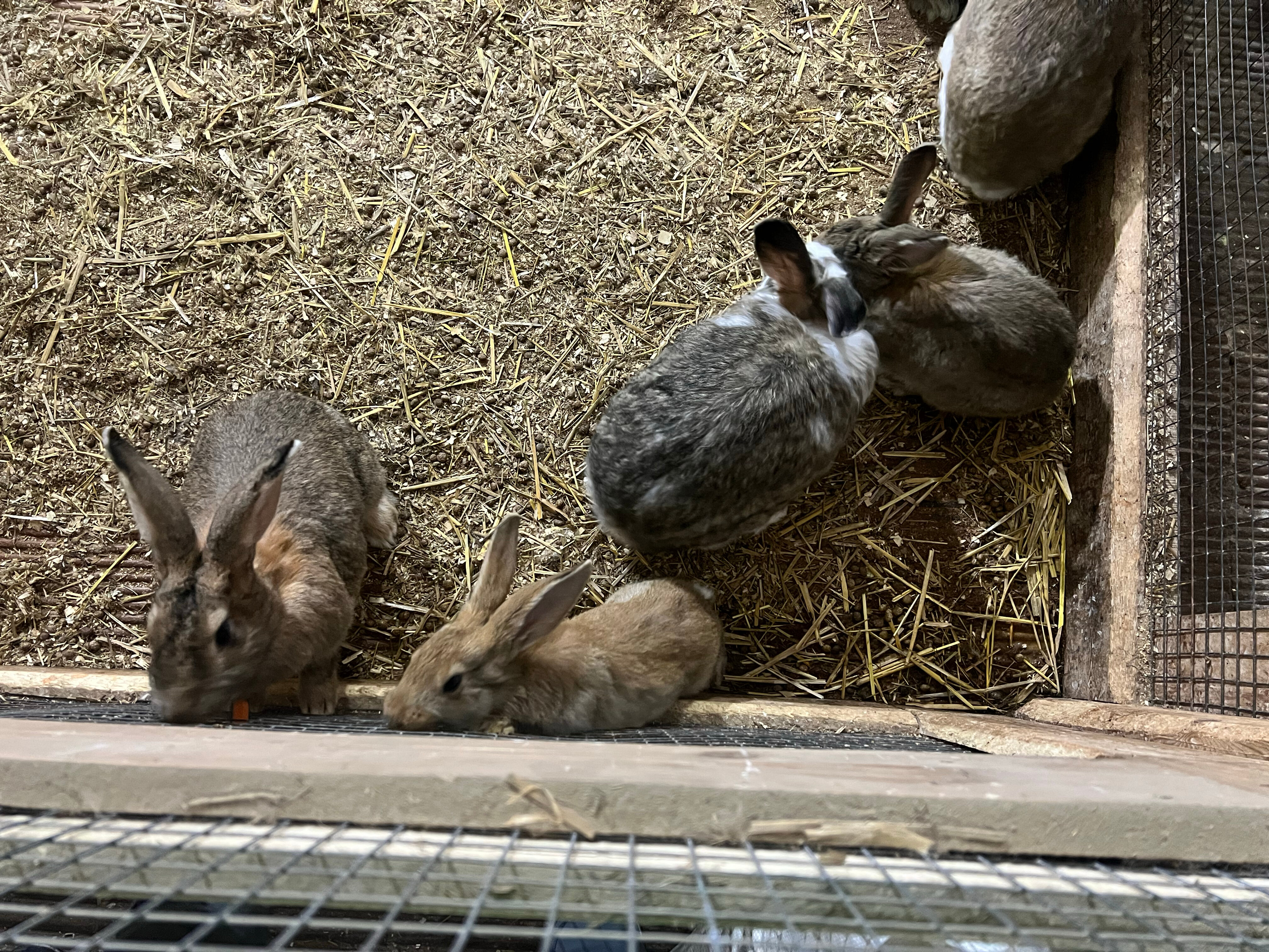 Фото Мурманская страусиная ферма
