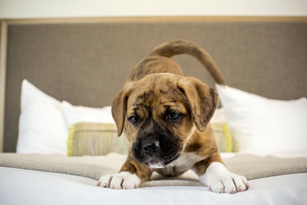 Фото Limelight Hotel Ketchum