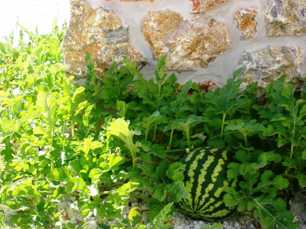 Фото Blue Harmony Apartments