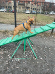Dog park (Saint Petersburg, Frunzenskiy District, munitsipalny okrug Georgiyevskiy), parque para perros
