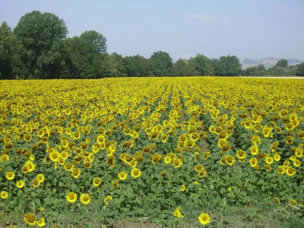 Фото Country House Le Case Coloniche