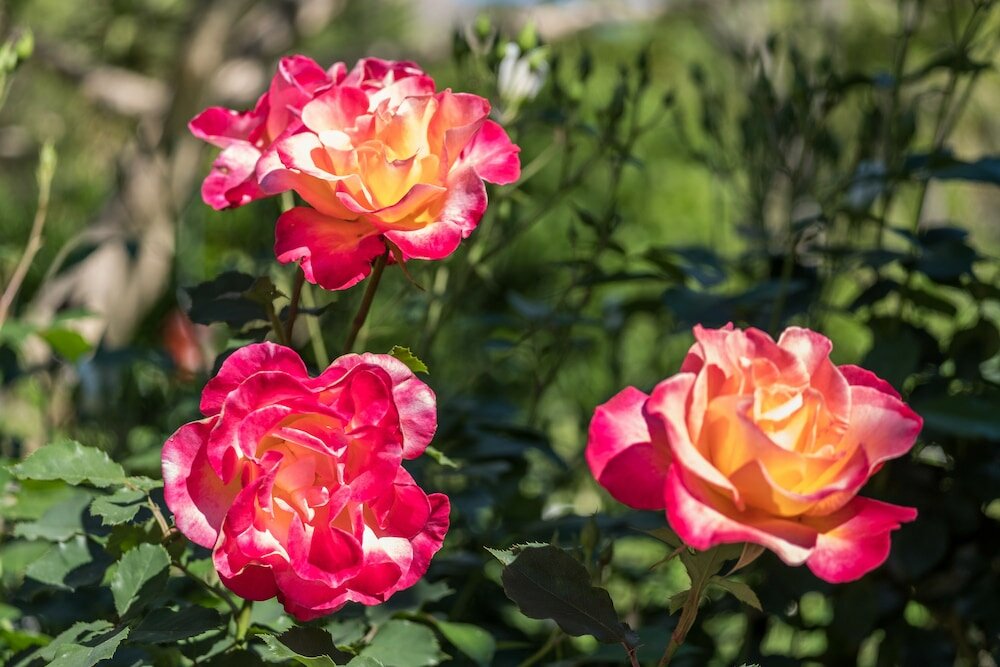 Фото 7 Church Street Guest House