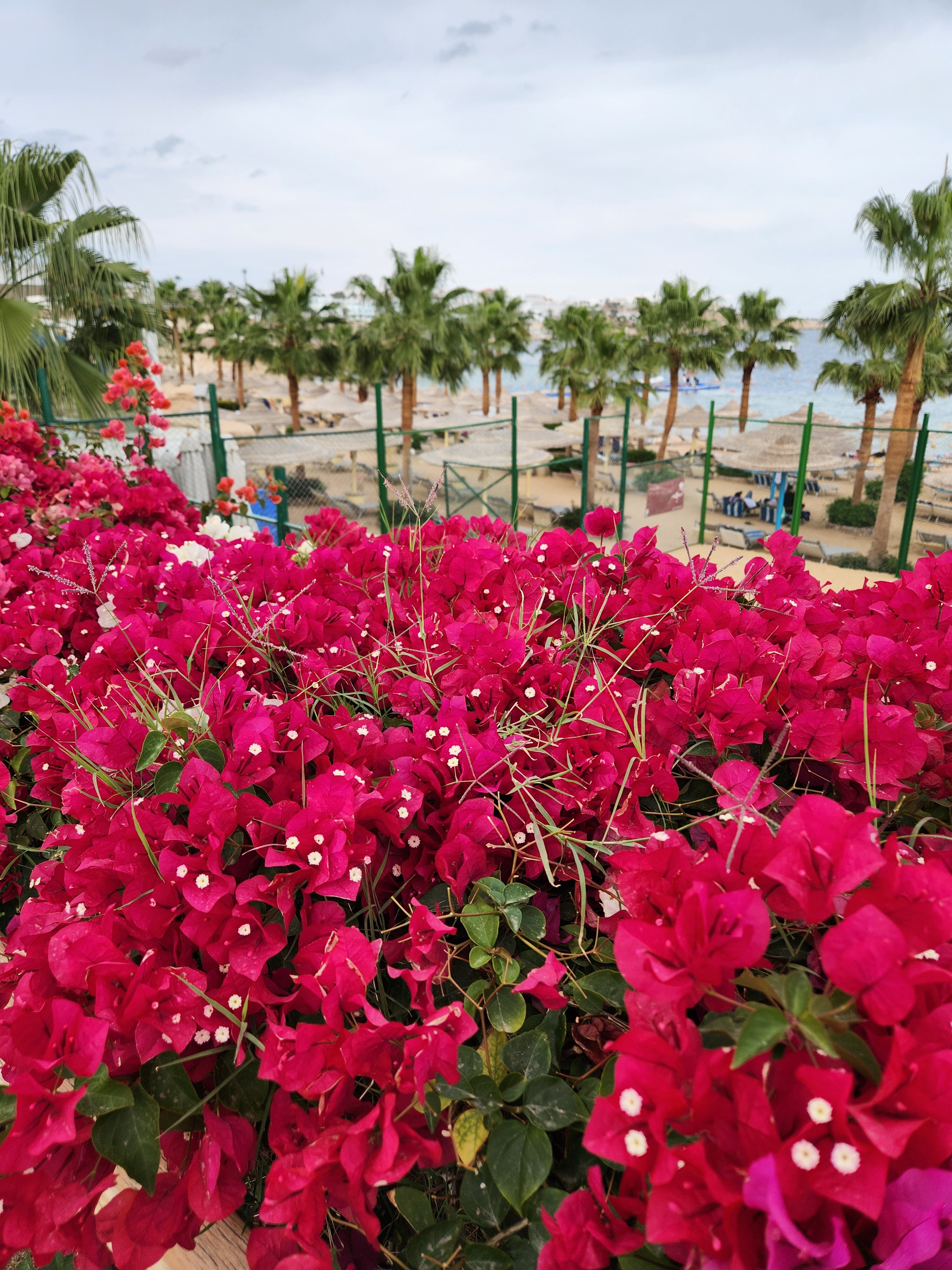 Фото Savoy Sharm El Sheikh