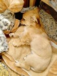 Ветеринарная клиника (Kursk Region, Kurchatov, 1-y mikrorayon) ، عيادة بيطرية
