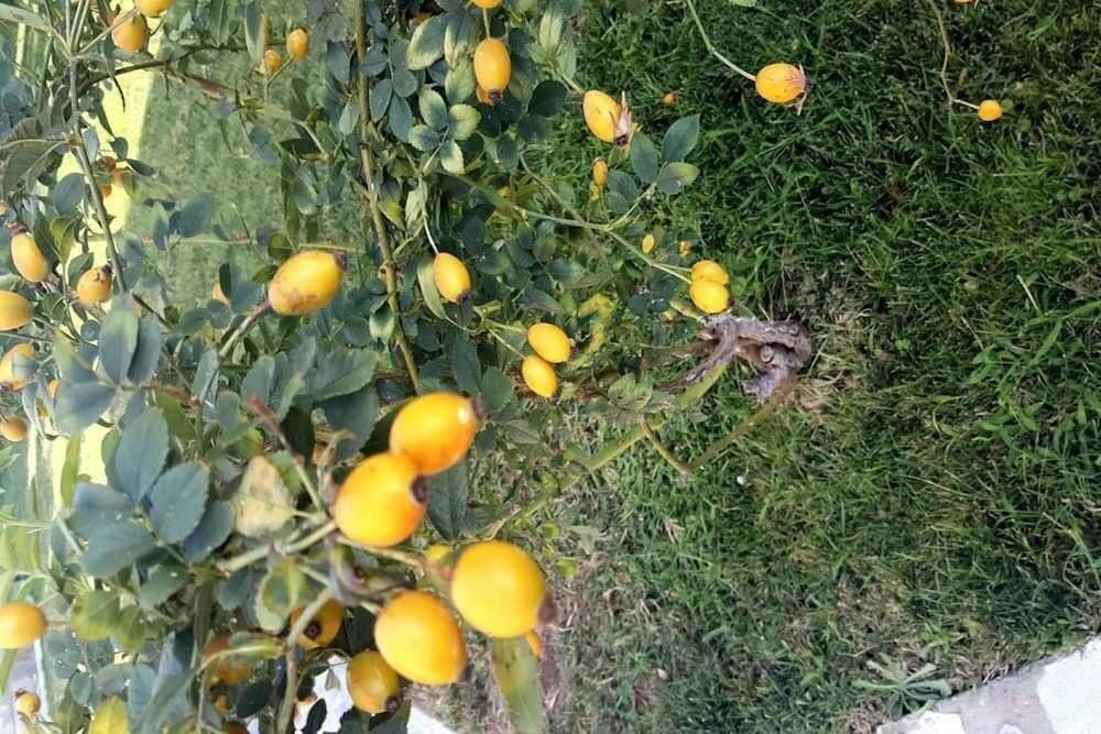 Фото Villa Christina