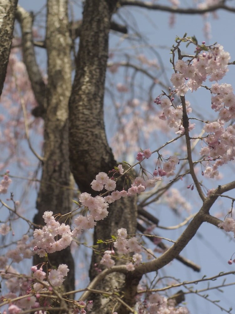 Фото Bishamon House