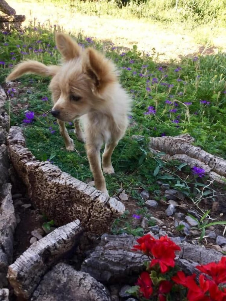 Фото Agriturismo Sogno Latino