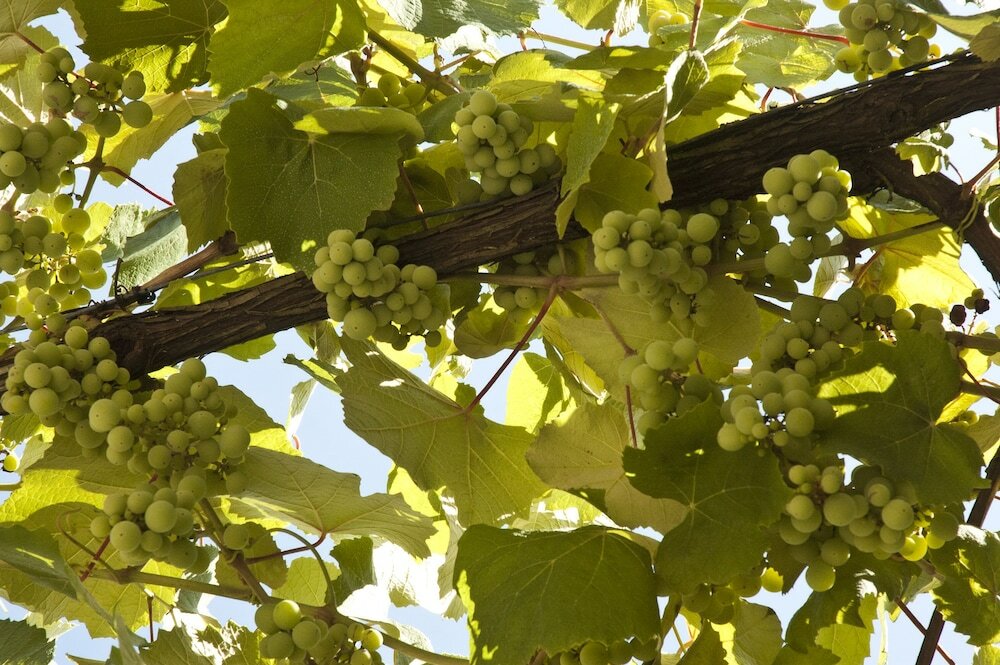 Фото Casa do Ameal