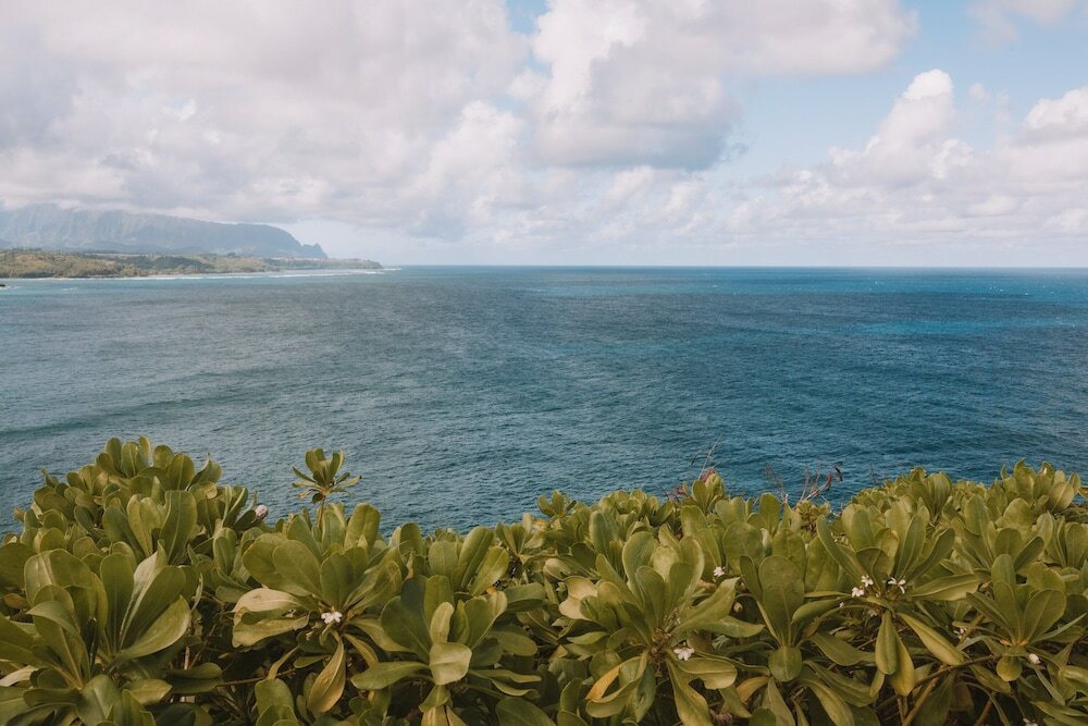 Фото Plantation Hale Suites