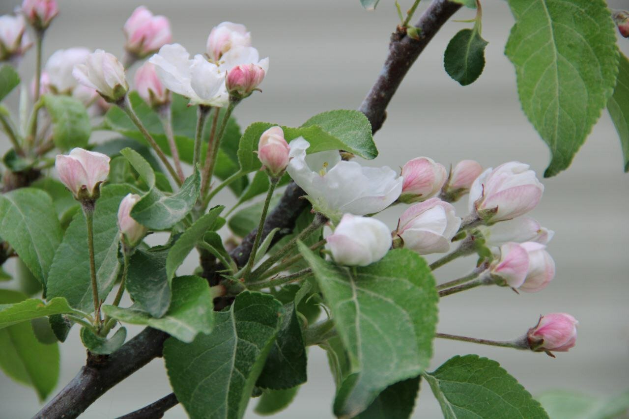 Фото Дом Хвостова