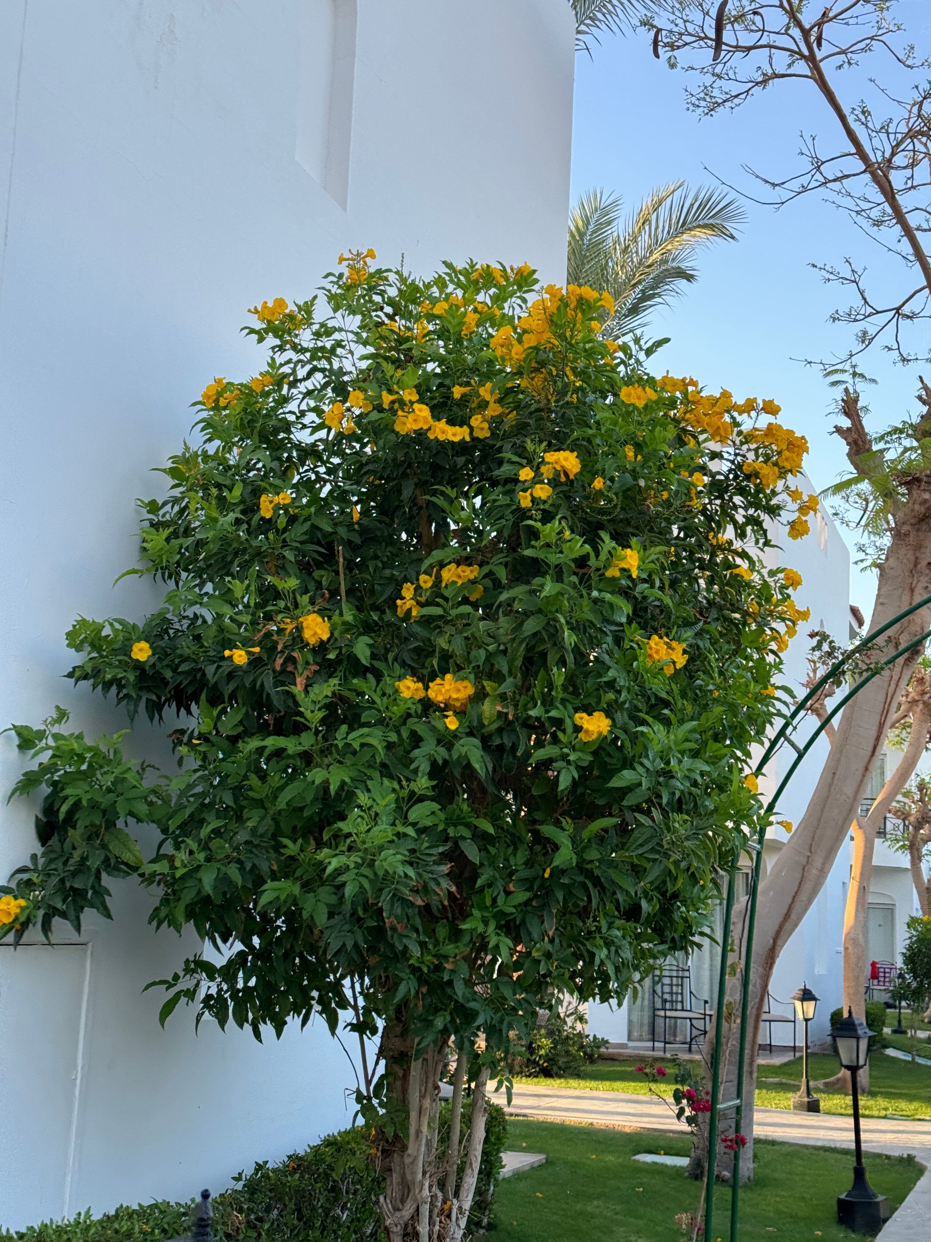 Фото Jaz Fanara Residence