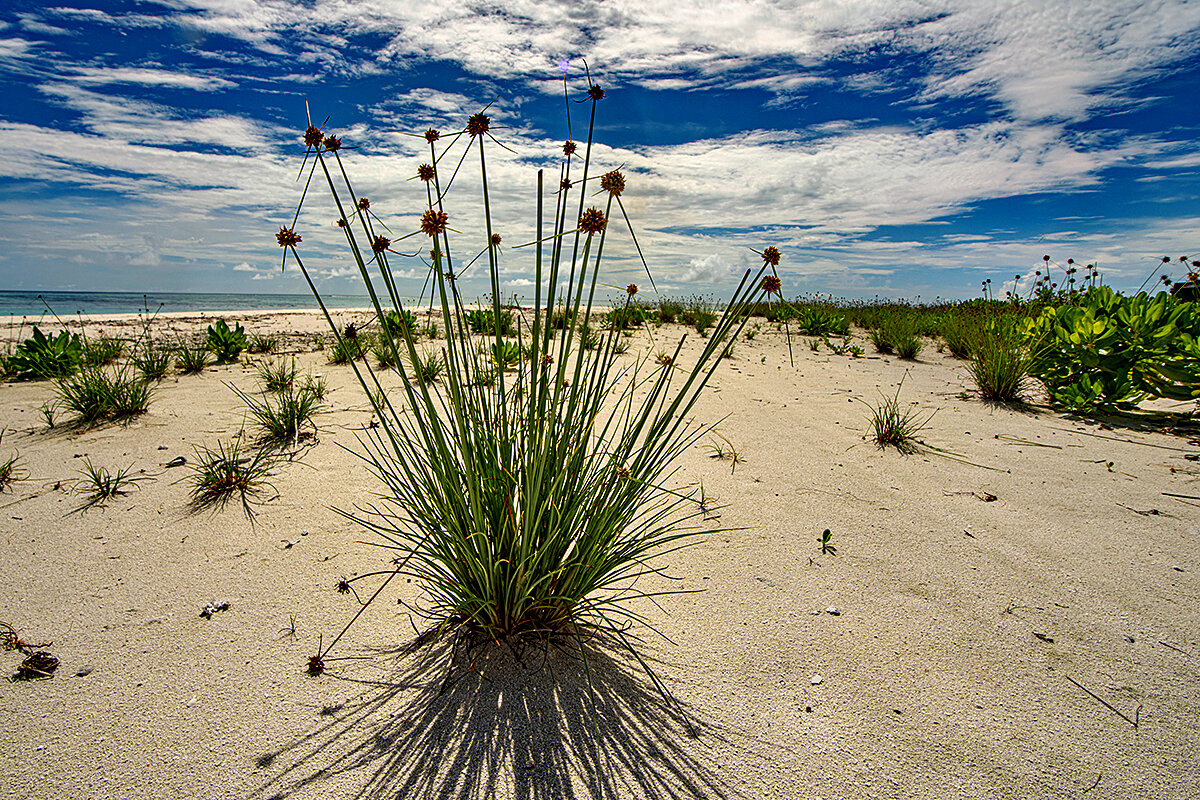 Фото Liberty Guest House Maldives