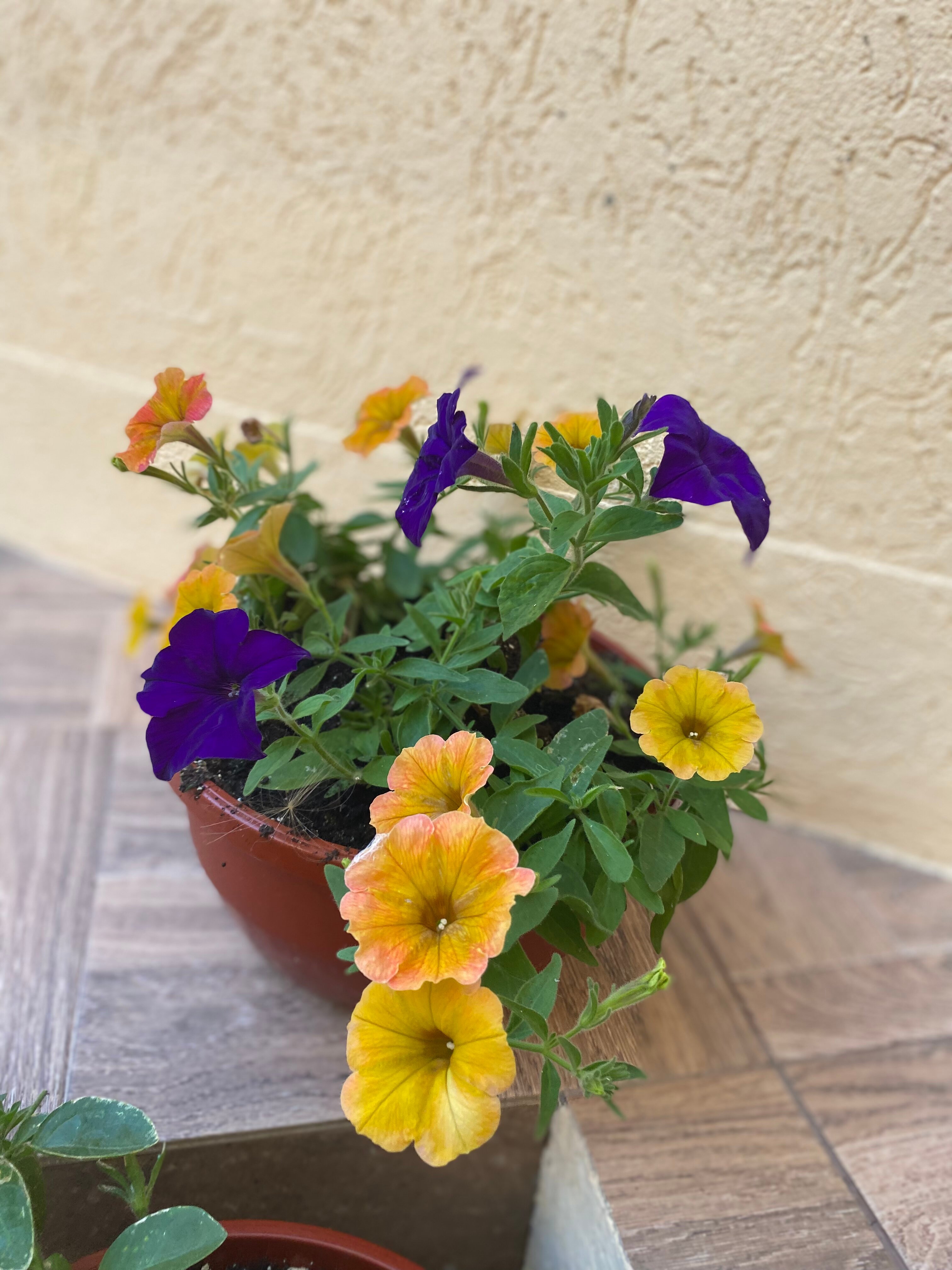 Фото Константинополь