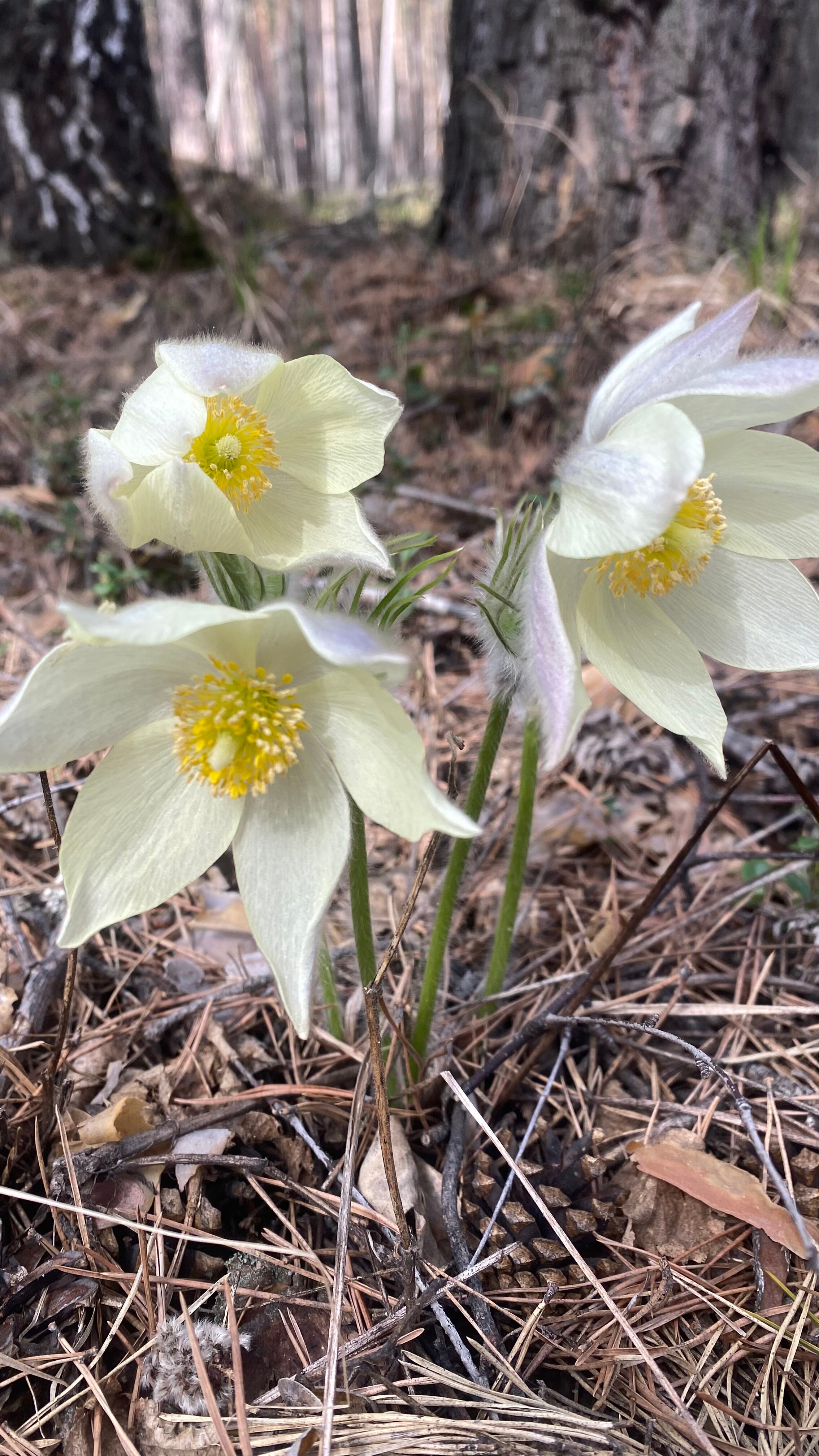 Фото Живое Окунево