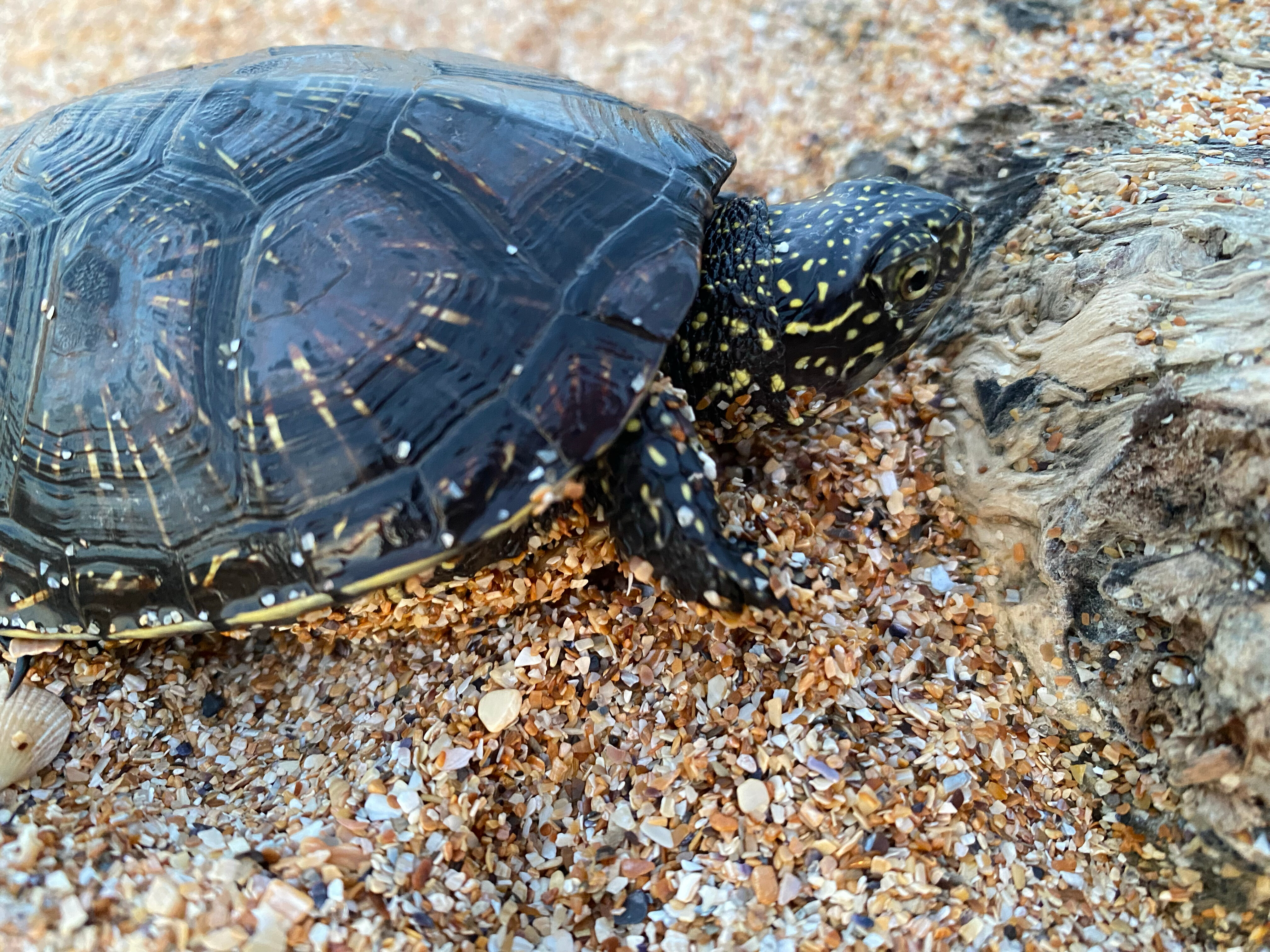 Фото Добрый хозяин