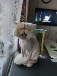 Тяпа dog (Novodvinsk, ulitsa Lomonosova, 7), veterinary clinic