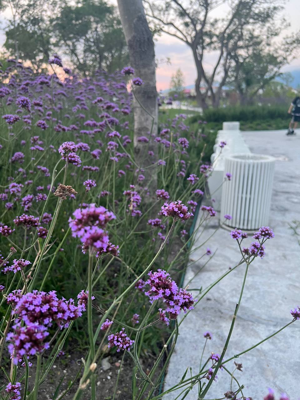 Фото Ахиллес