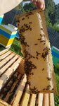 Своя пасека (selo Bortnikovo, Sovetskaya ulitsa, 47А), honey and beekeeping