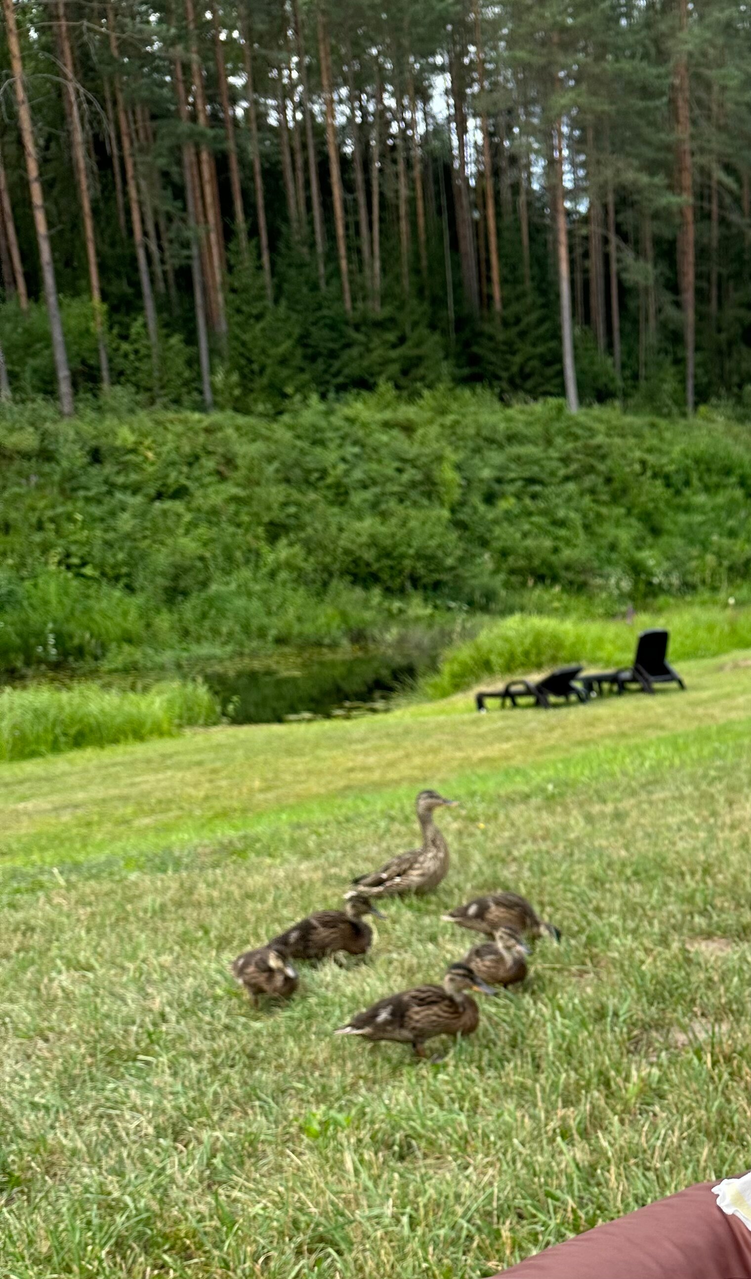 Фото ГлинтВуд
