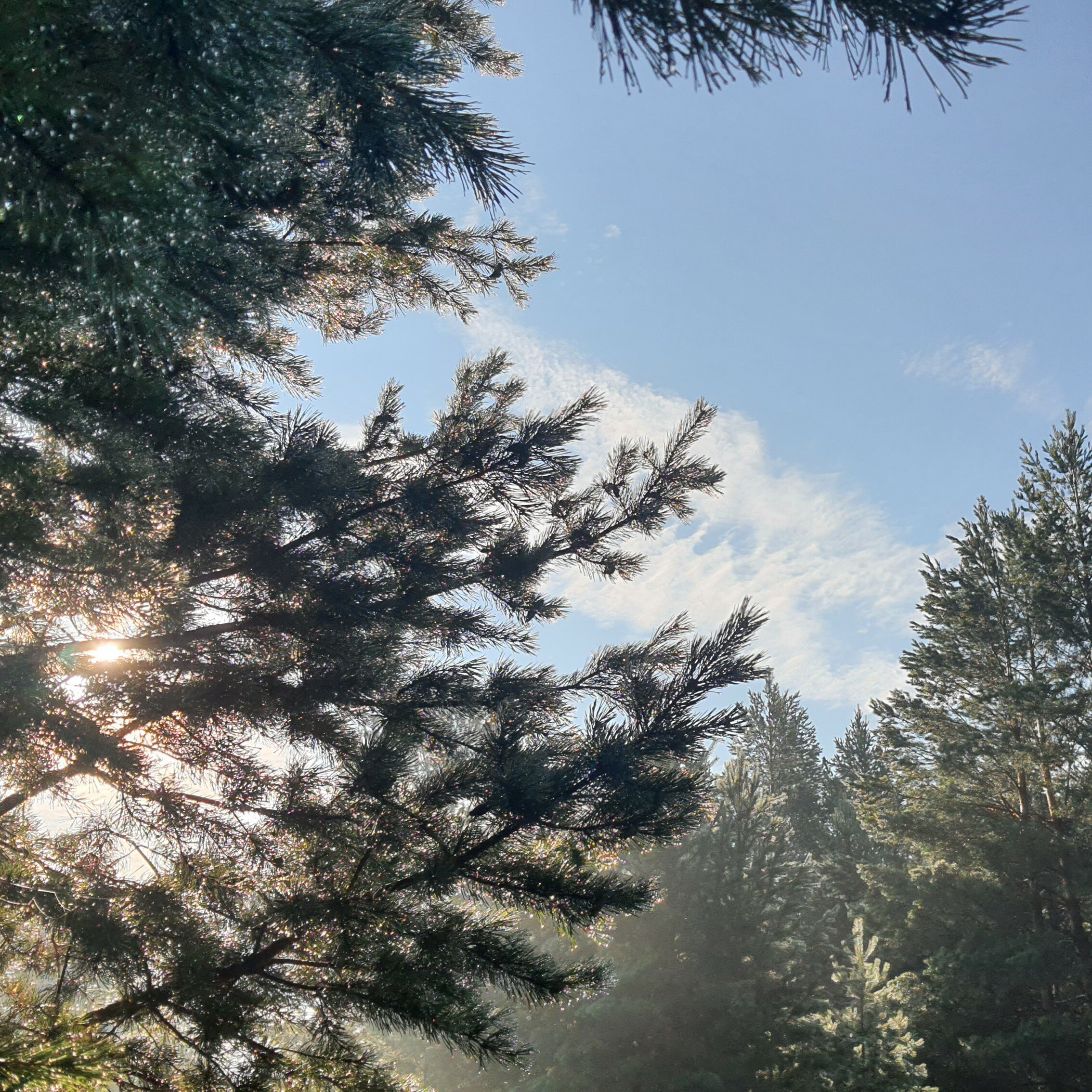 Фото Домик под соснами