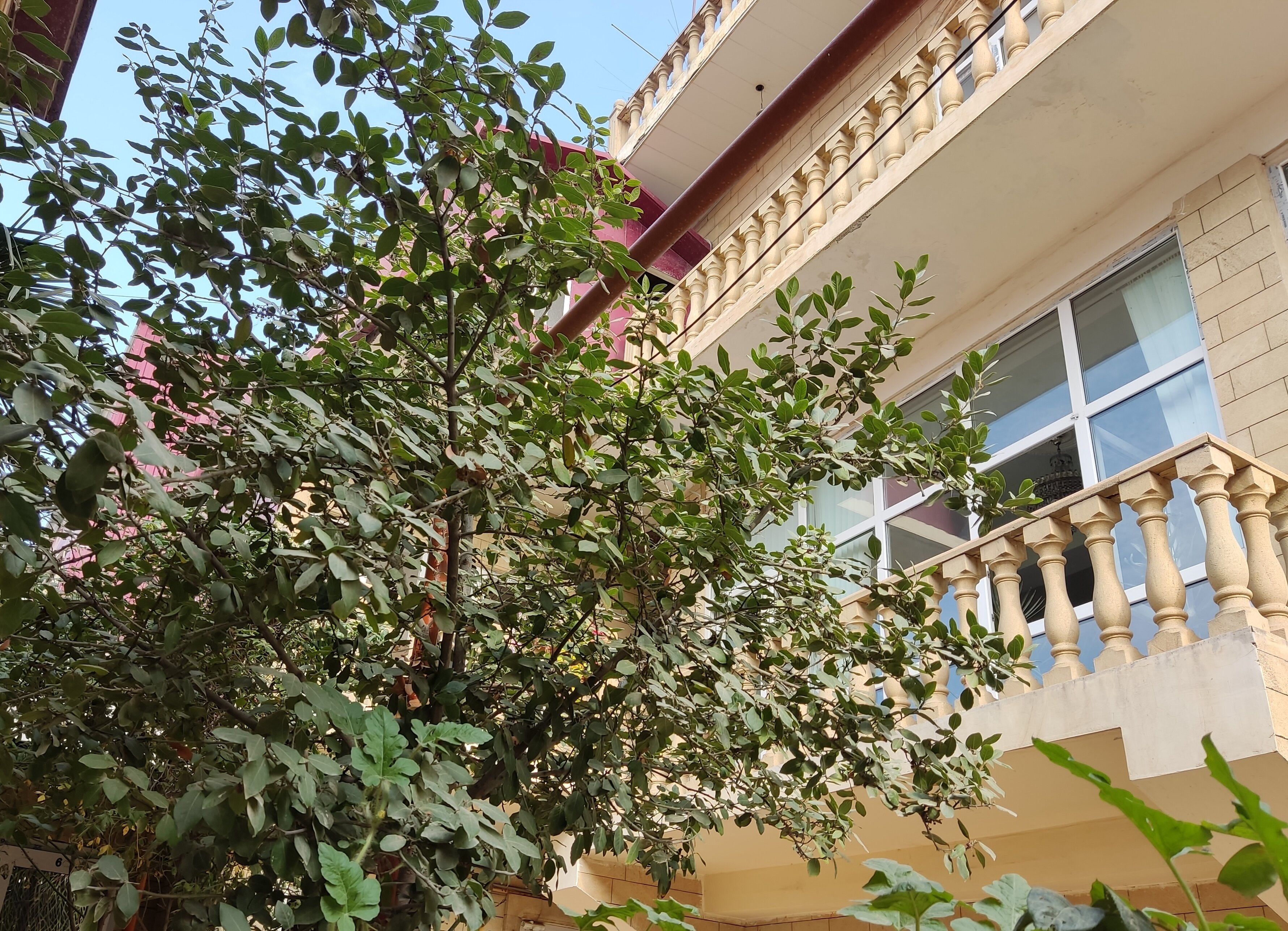 Фото Красный Бак