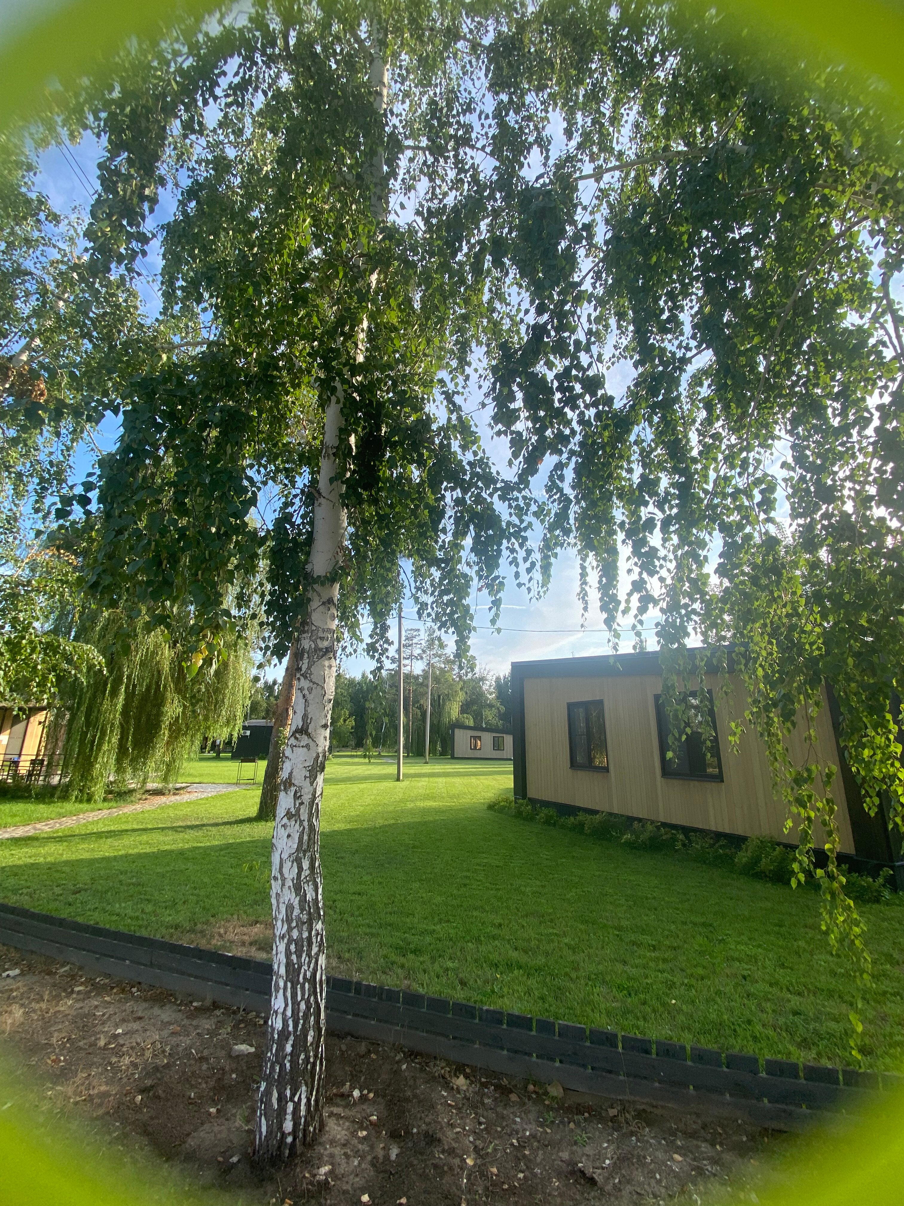 Фото Тополя