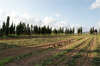 Фото Agriturismo Agave