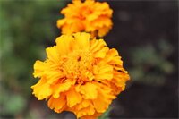 Фото Tourway Inn