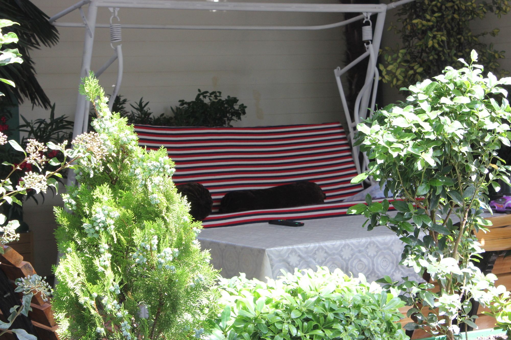 Фото Vedzisi garden hotel