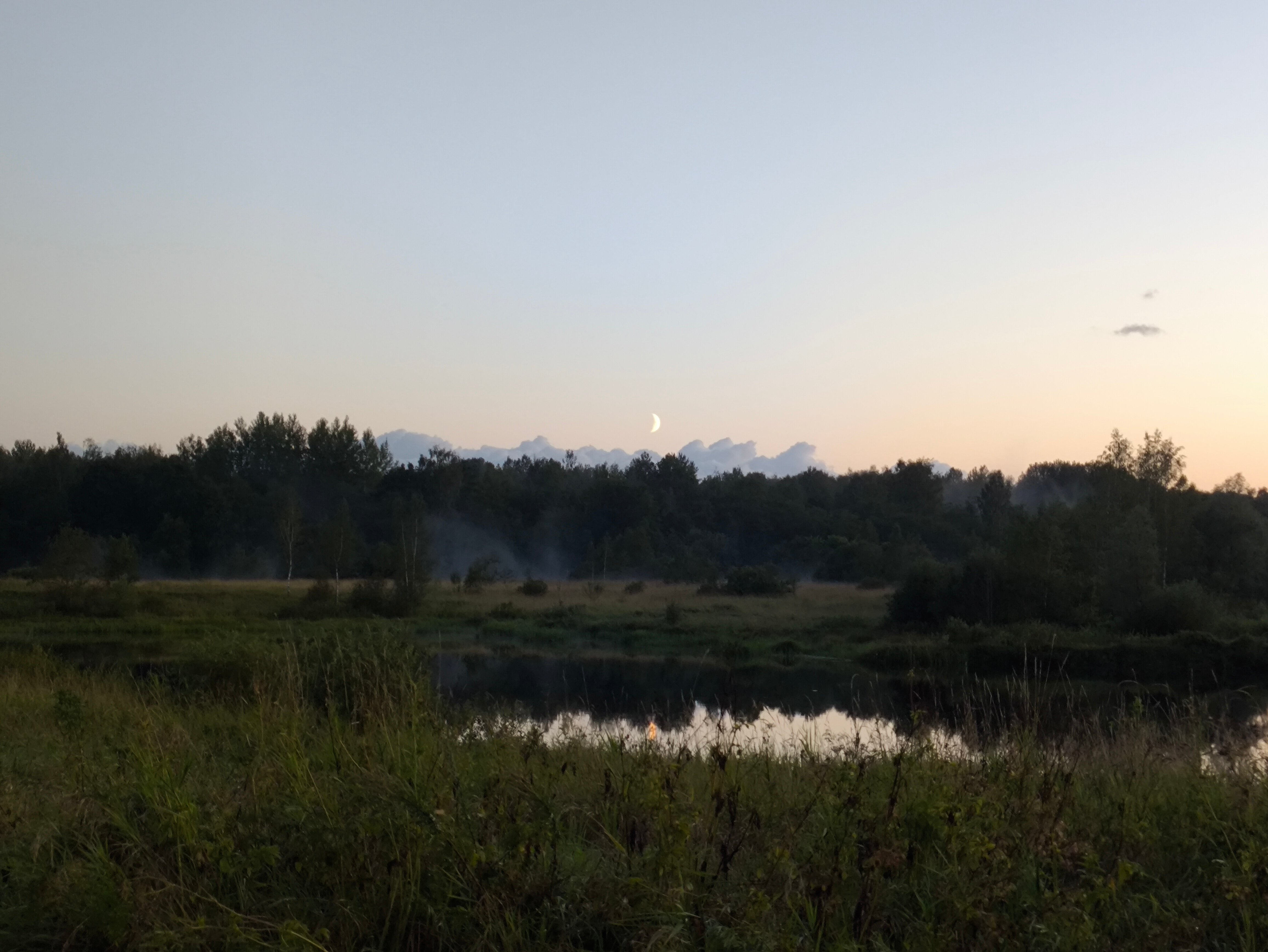 Фото Лаванда