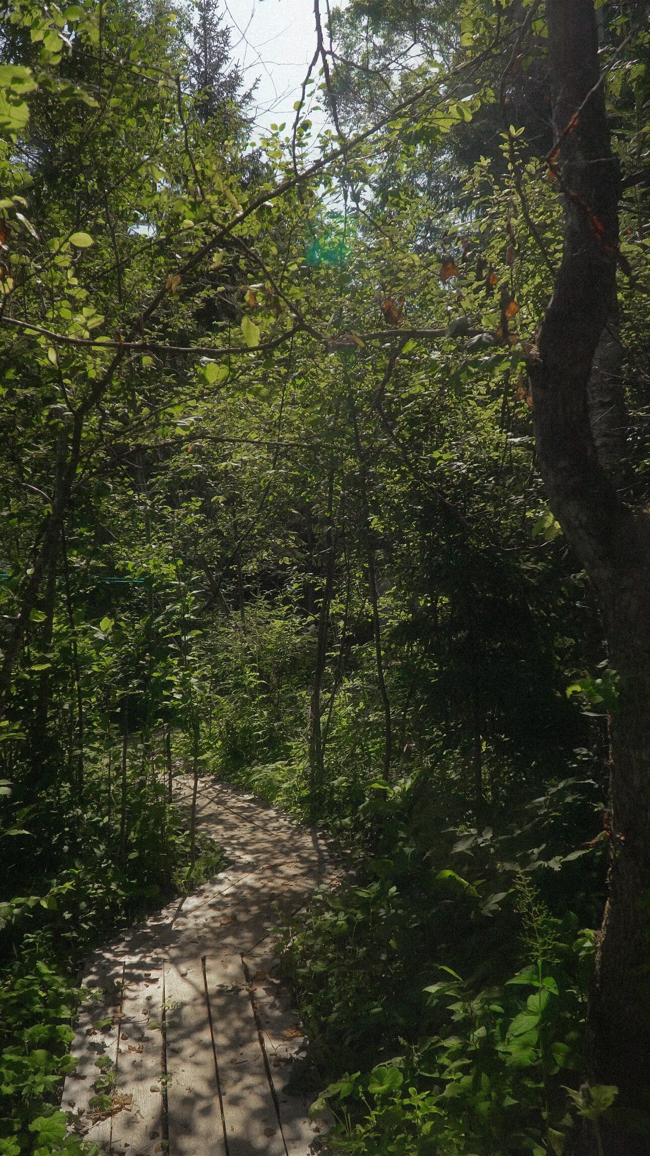 Фото Сметана