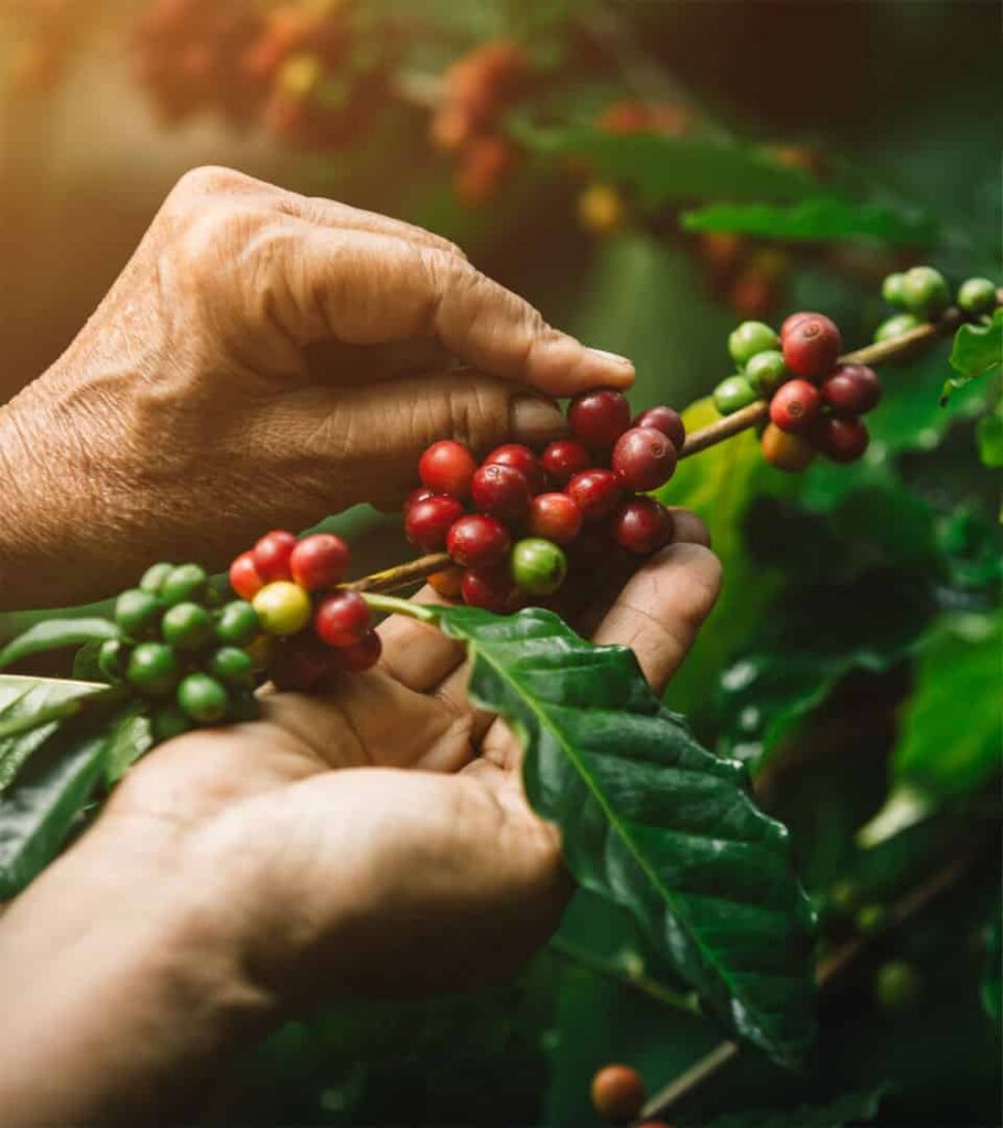 Coffee shop Café Aicasa, Lima, photo