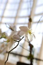 Фото The Westin Buckhead Atlanta