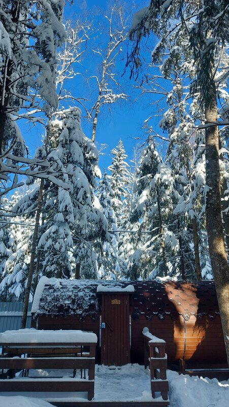 Фото Elki в Новожилово