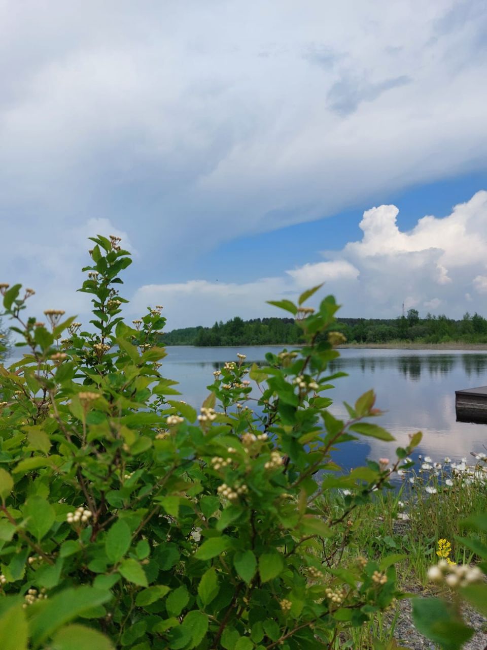 Фото Таволга