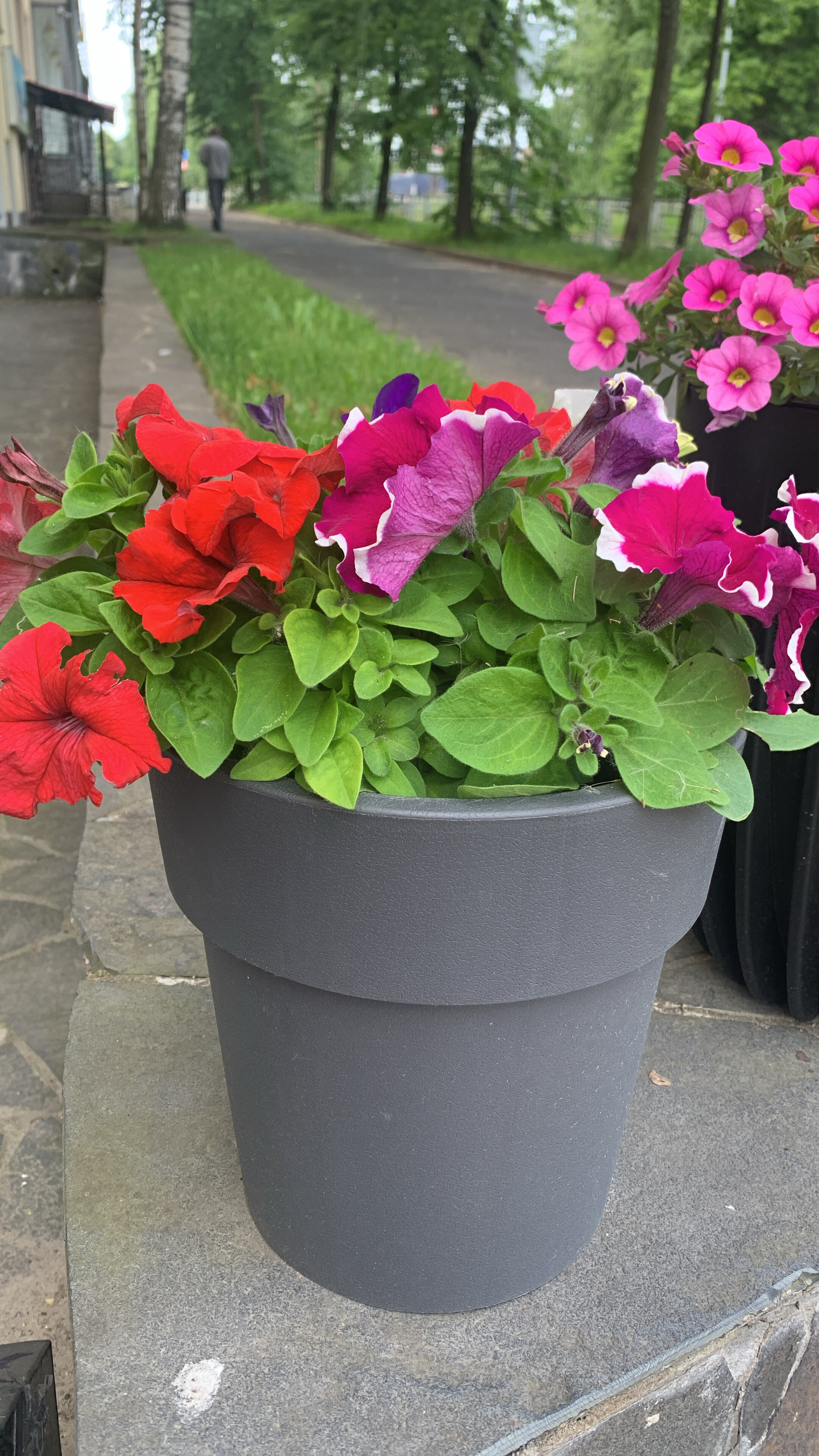 Фото Ауринко