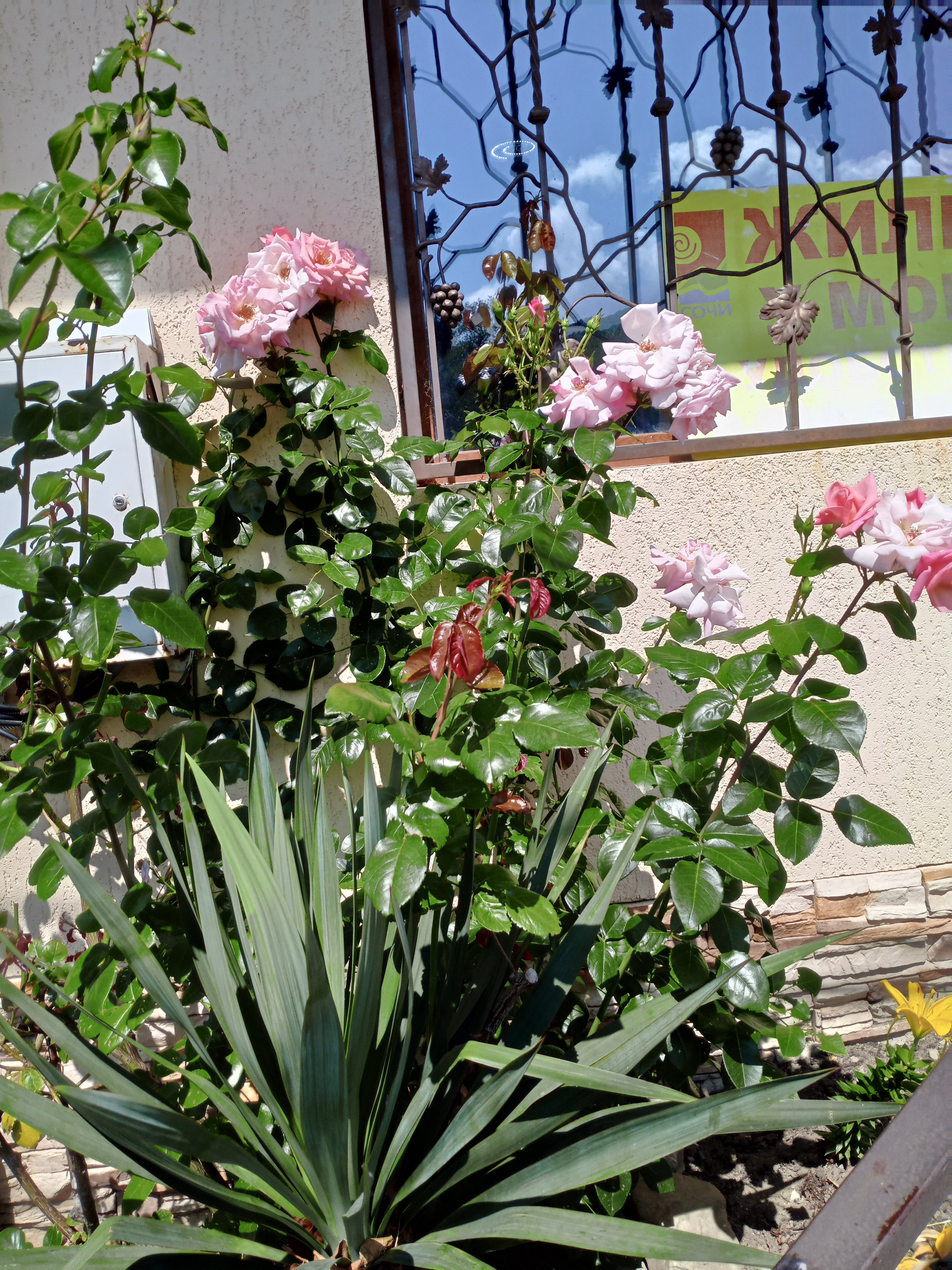 Фото Дружба