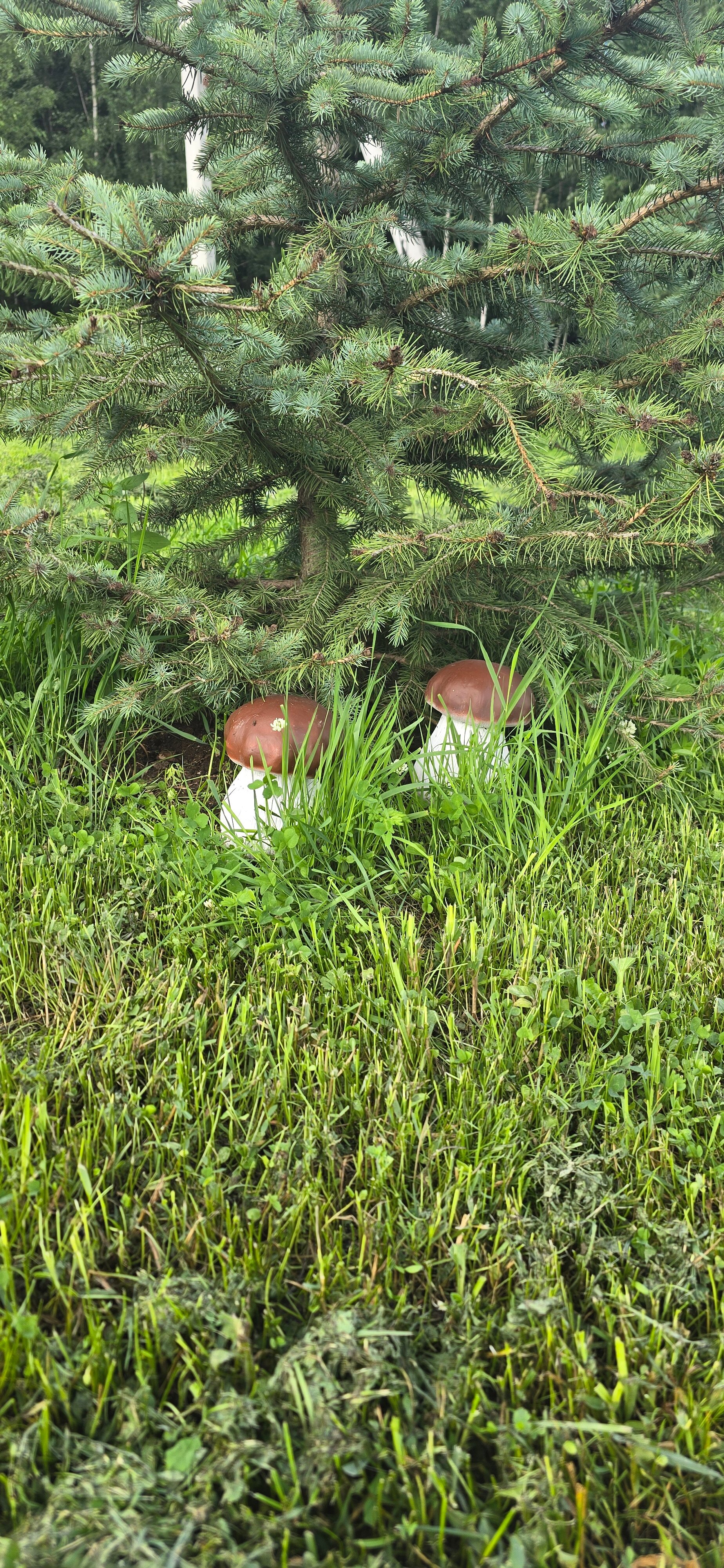 Фото Волшебный лес