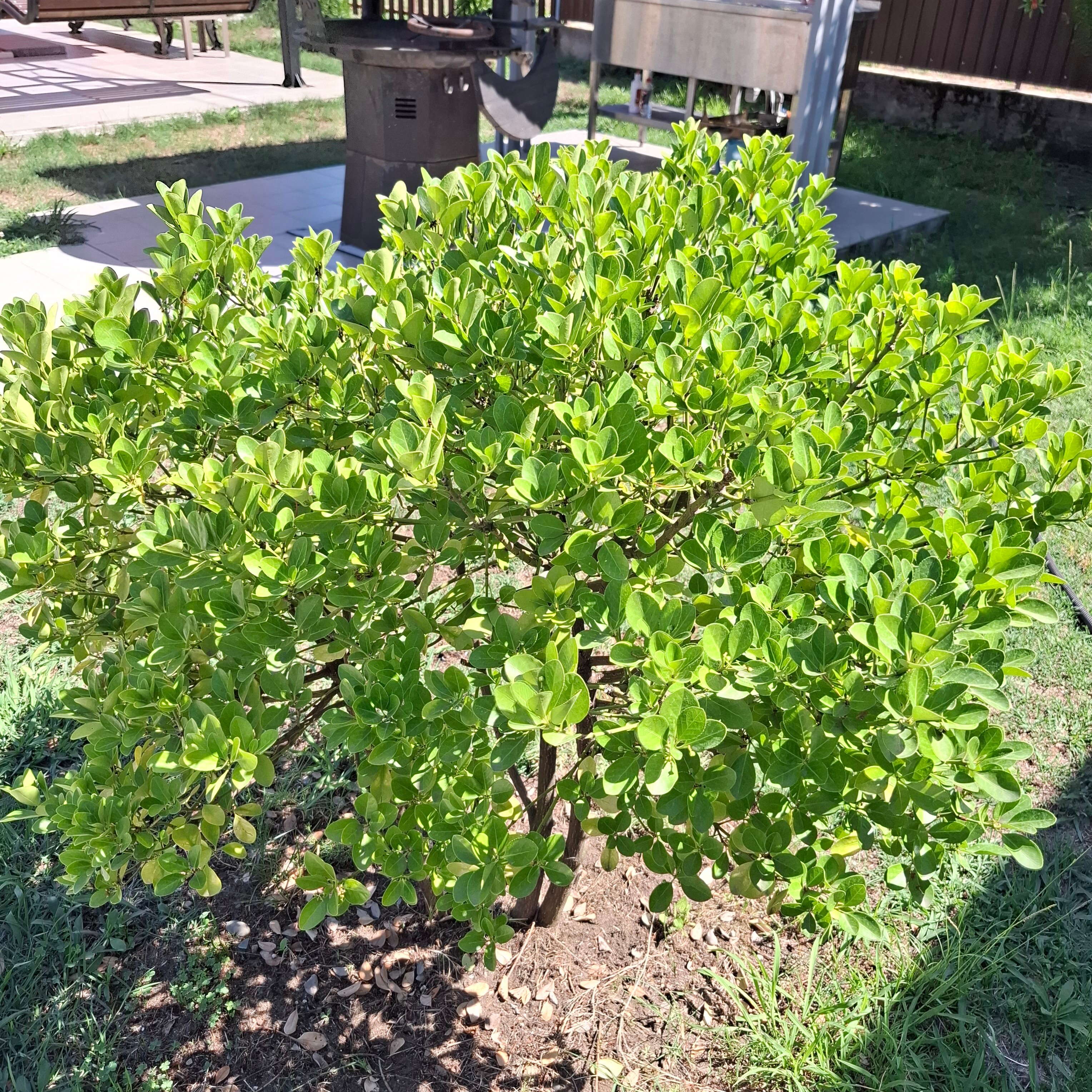 Фото Гвардамар