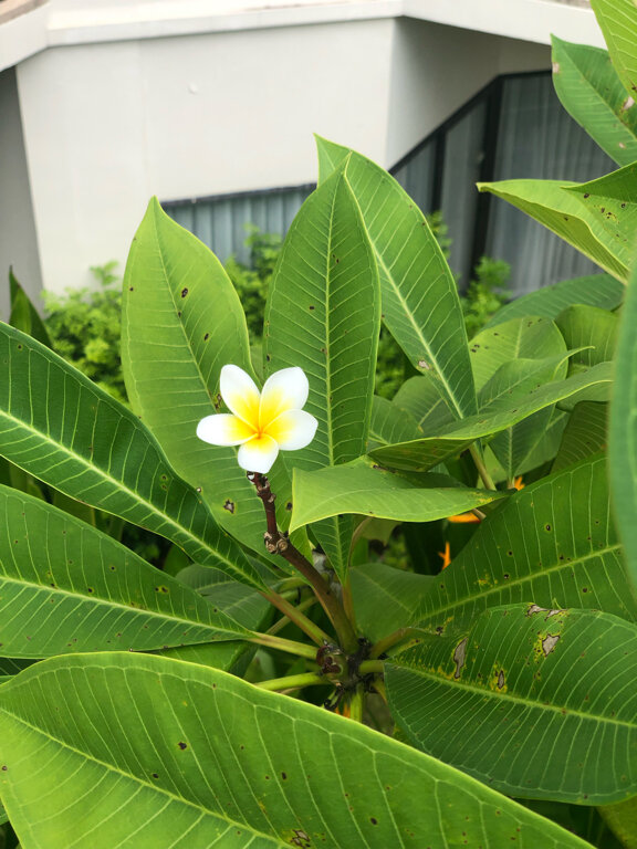 Фото Dewa Phuket Resort & Villas