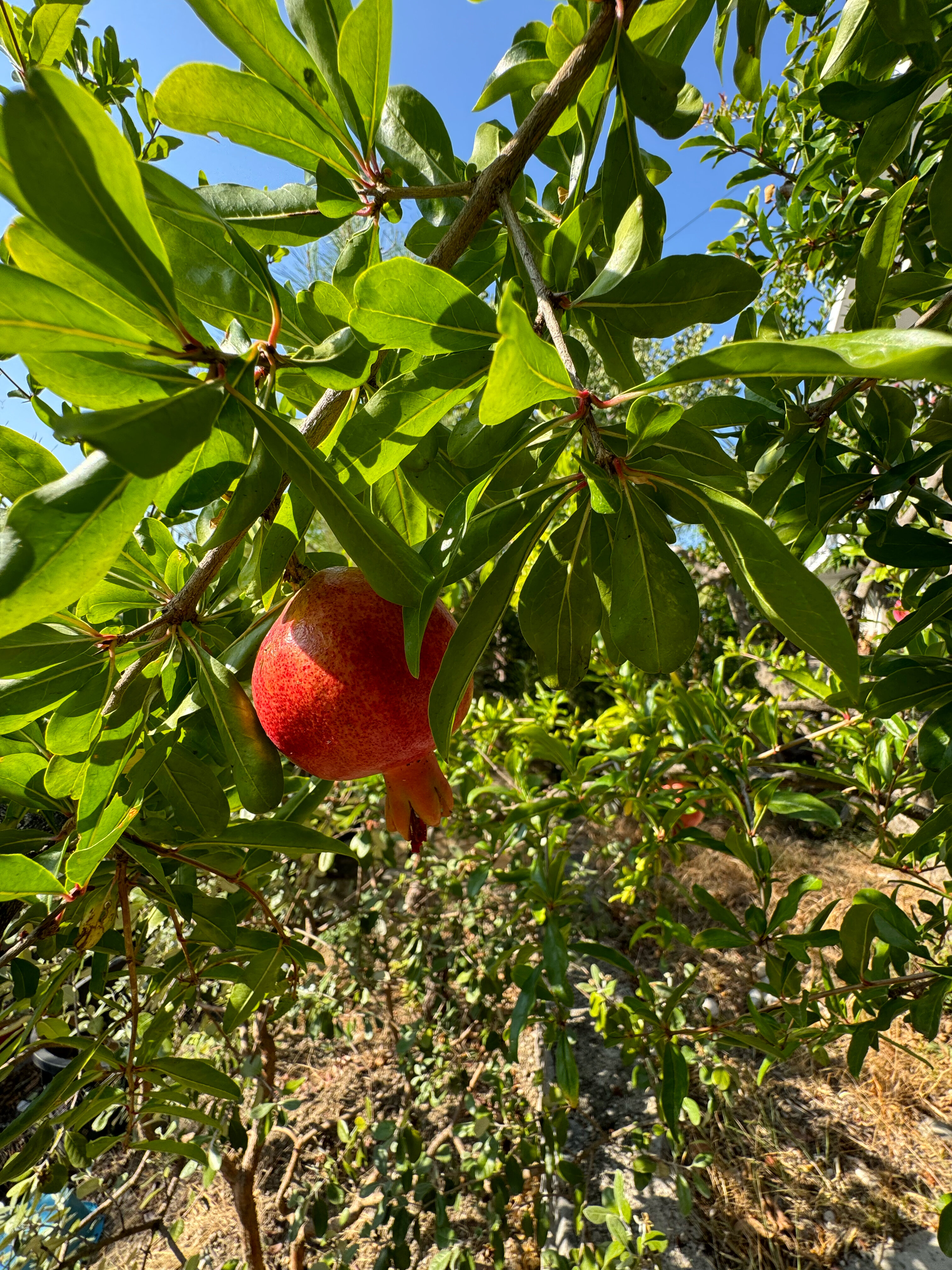 Фото Парк Симеиз