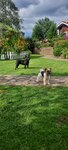 Lochmatye druzya (Mashinostroiteley Avenue, 46), pet hotel