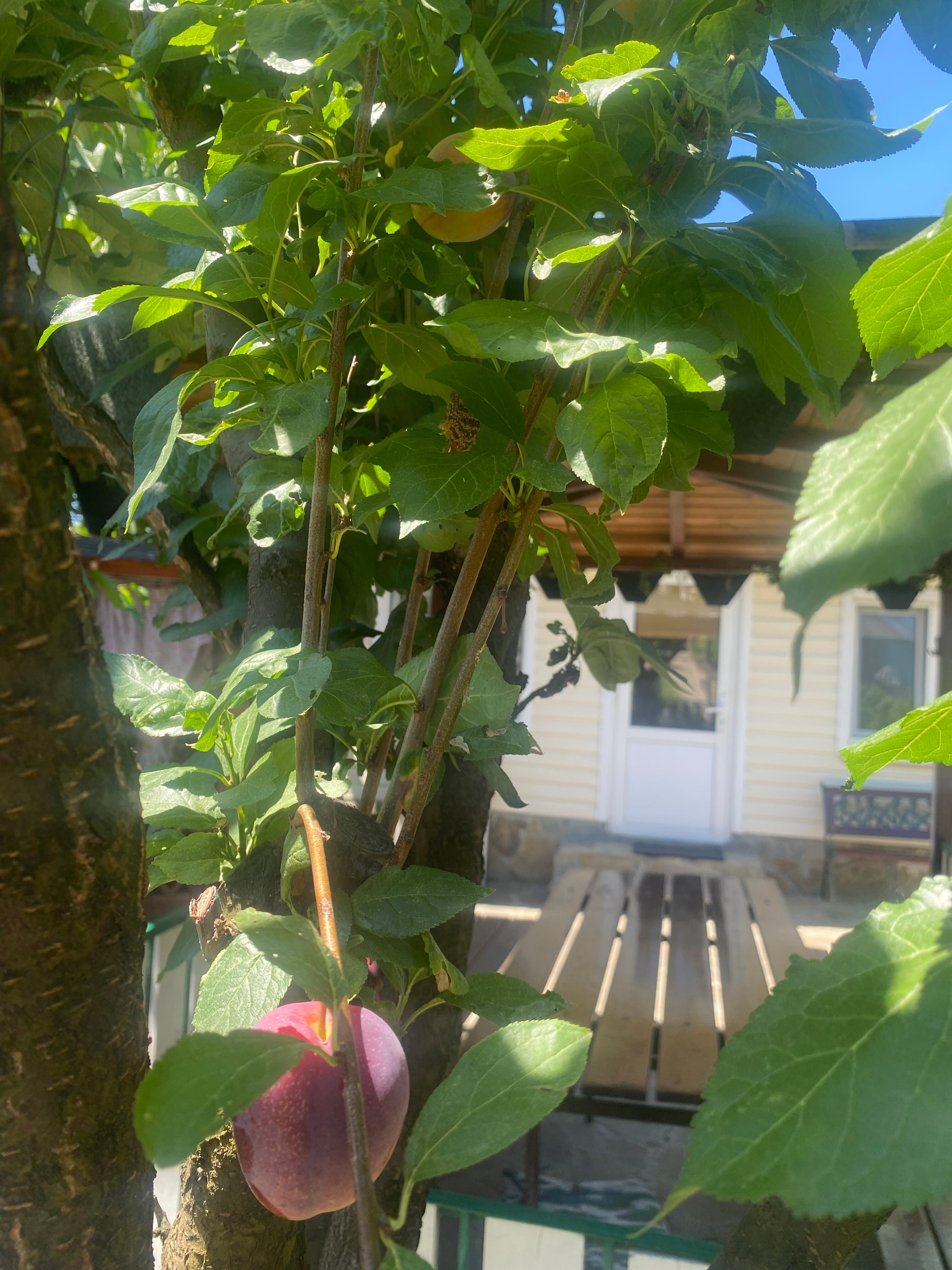 Фото Архипка Rooms