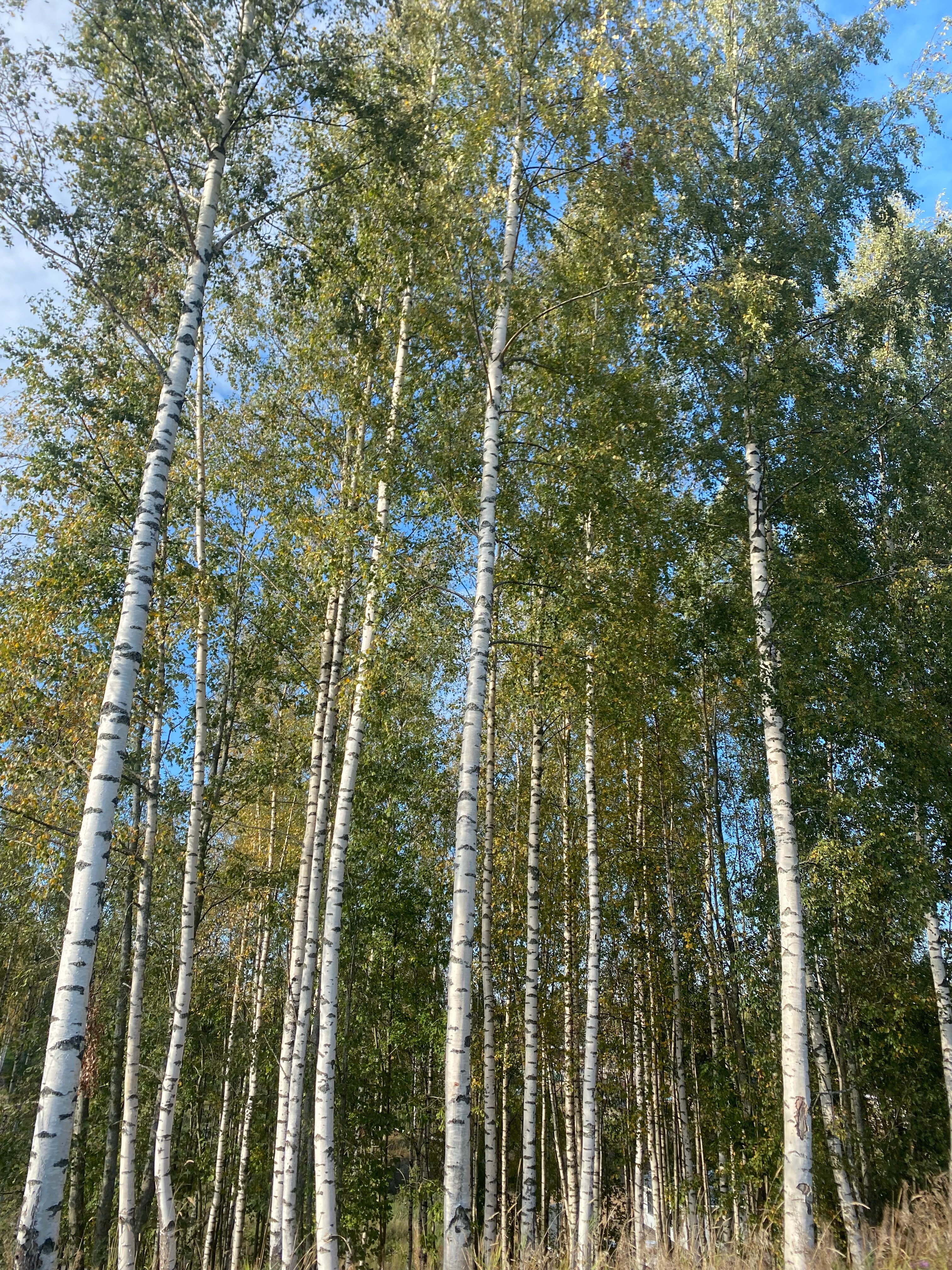 Фото Toksovo Family Club