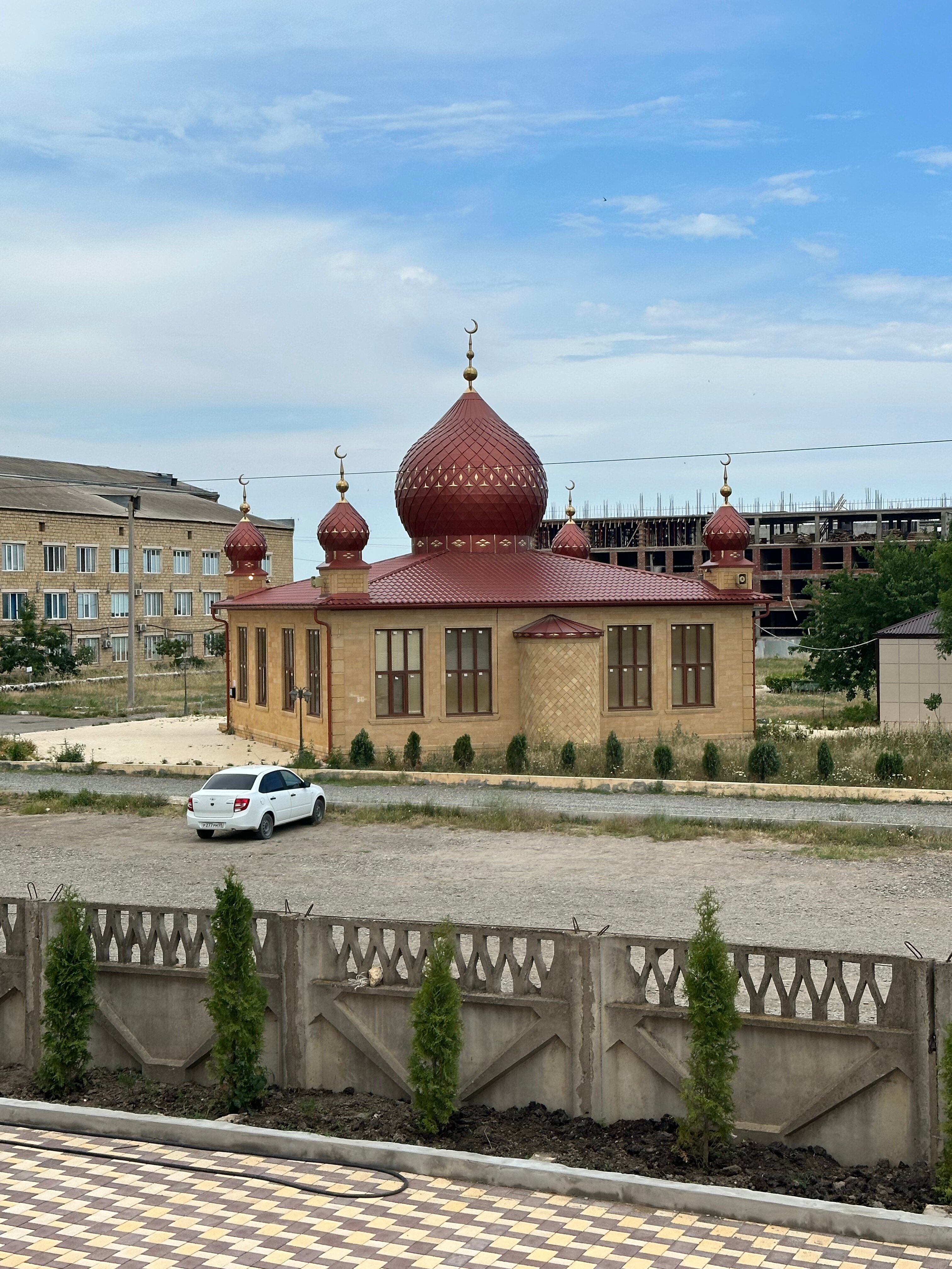 Фото Платан