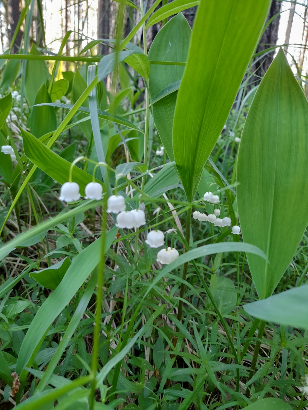 Фото Сандал
